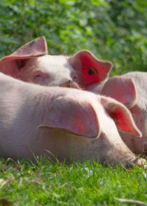 Pigs sleeping on top of eachother in the New Forest