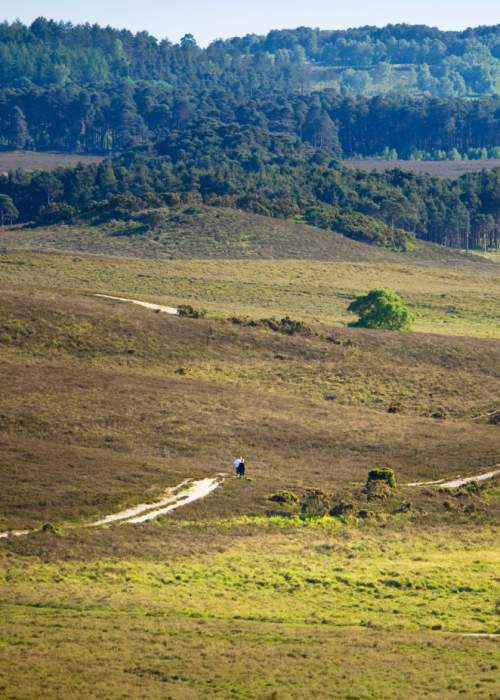 People walking on long path through heathland in the New Forest