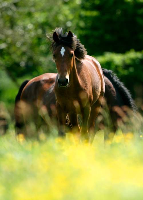 Young foal wandering through spring flowers in the New Forest