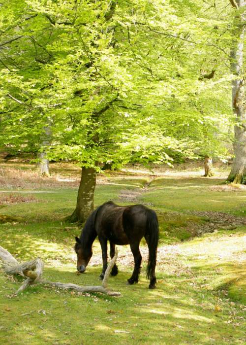 Pony grazing in the bright spring trees in the New Forest