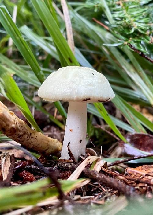 Toadstool - Fungi - Wildlife and Nature in the New Forest