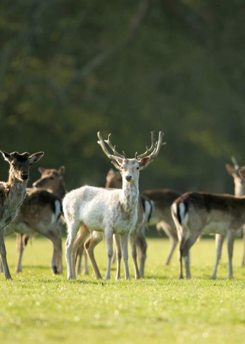 Herd of fallow deer grazing in the morning in the New Forest