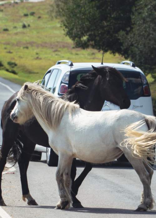Ponies gathering on road by priority passing in the New Forest