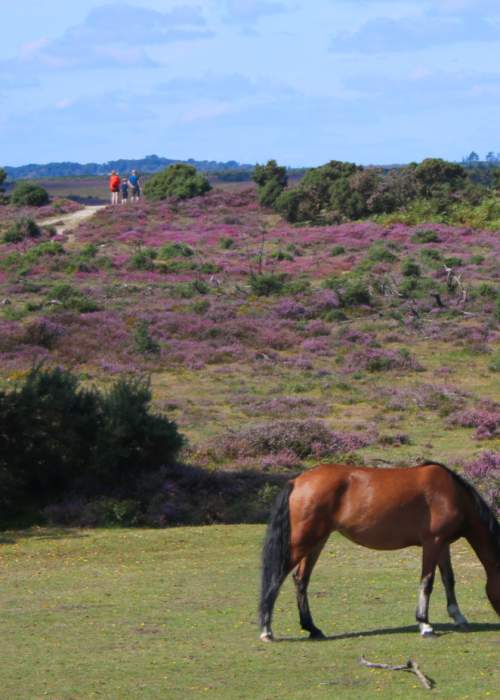 People walking on path behind free roaming pony in the summer in the New Forest