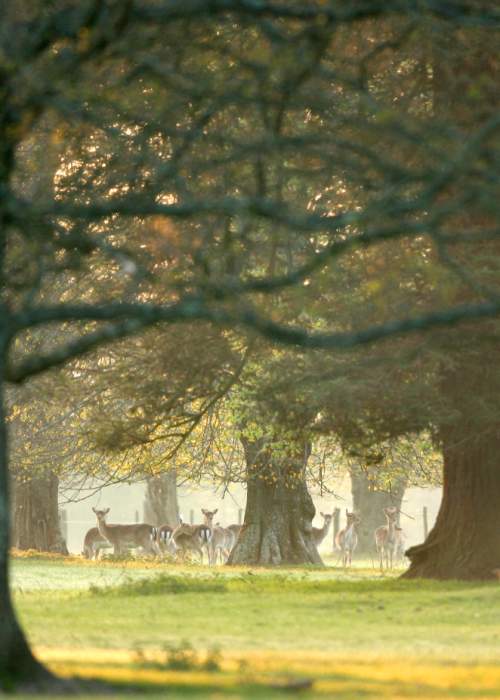 Deer through the trees in ancient woodland in the New Forest