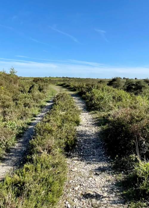 Pathway through heathland in the summer in the New Forest