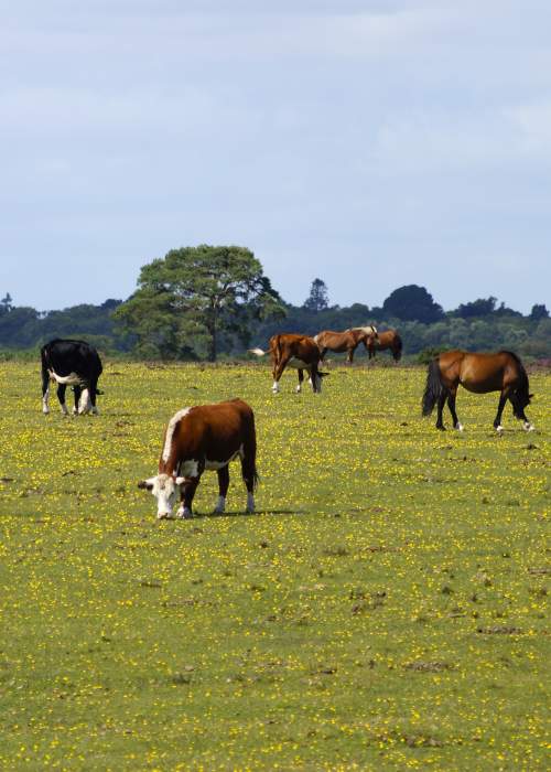 Ponies and cows in the New Forest