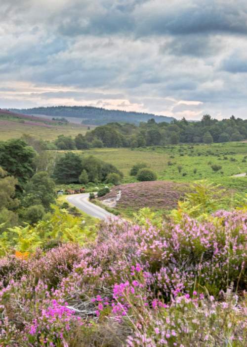 Winding road through heathland in the New Forest
