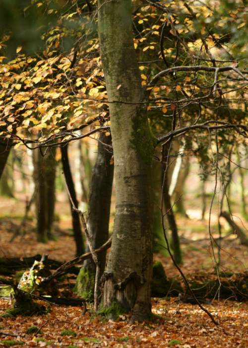 Autumnal ancient woodlands in the New Forest