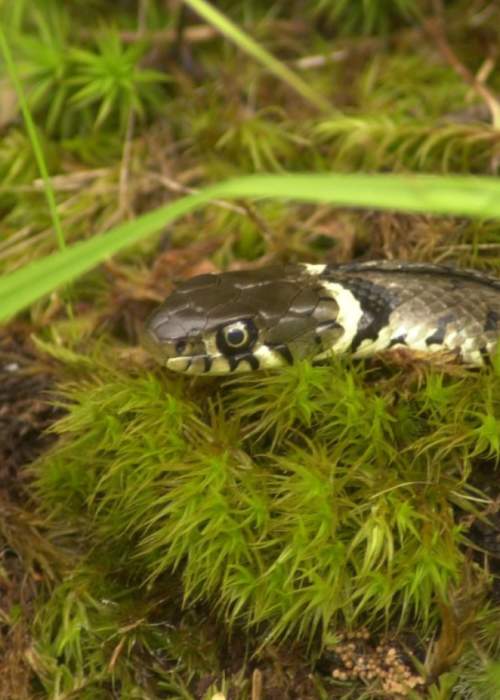 Grass snake in the New Forest