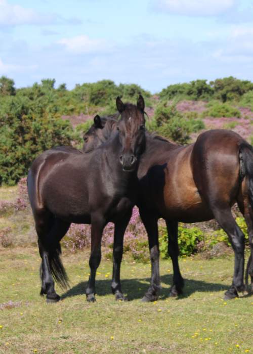 Two free roaming ponies in the summer in the New Forest