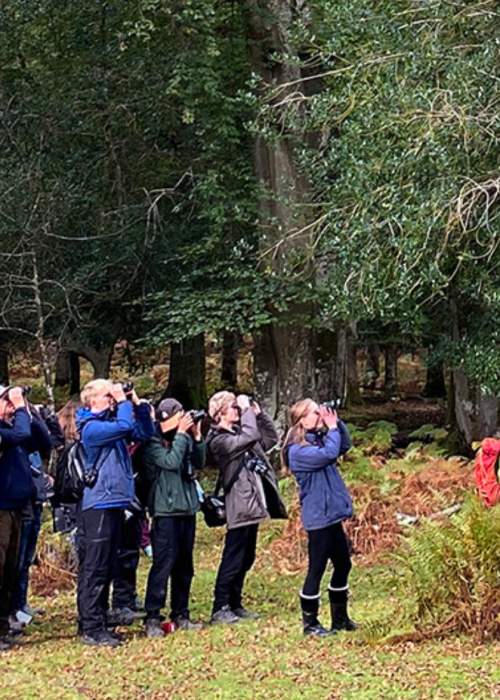 Guided walking event with Wild New Forest in the New Forest