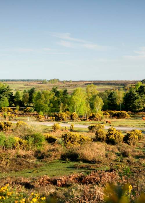 Spring landscape through the gorse in the New Forest
