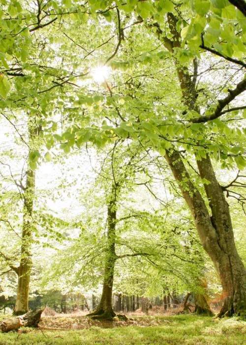 Green trees in woodland in the New Forest