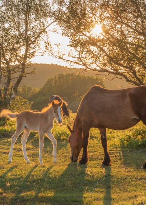 foal and mother ponies at sunset in the New Forest