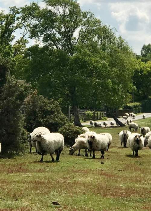 Herd of sheep wandering through grassland in the New Forest