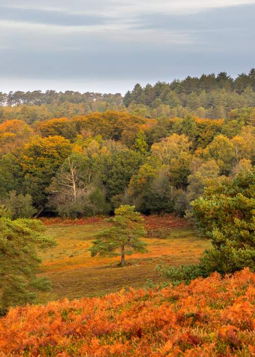 Autumnal landscape in the New Forest - Nick Lucas - Explore