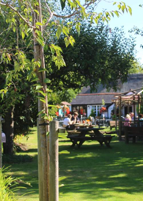 People in large pub garden at Waterloo Arms in the New Forest