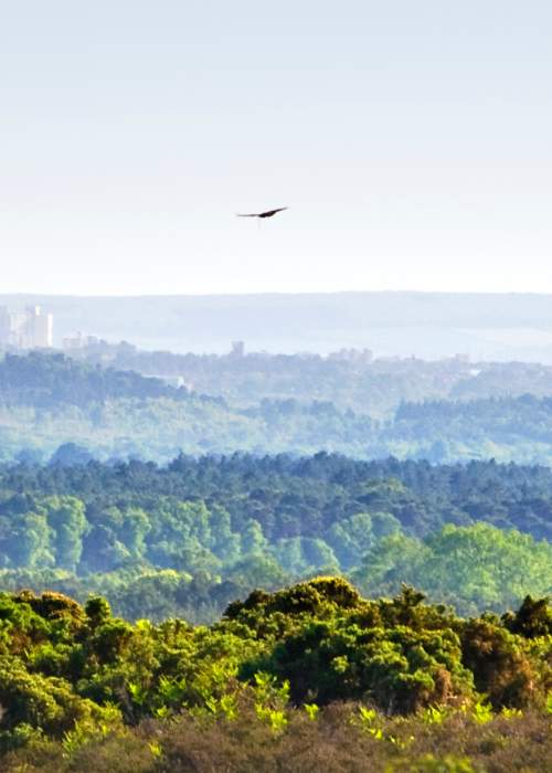 Bird flying over New Forest landscape