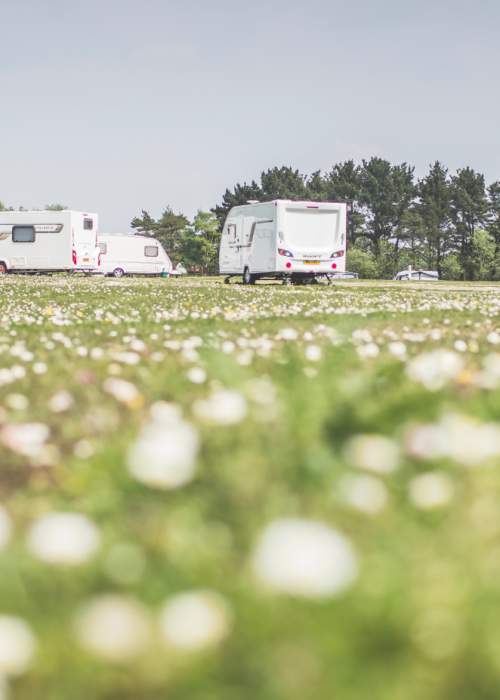 Caravans and tents on flowery grass at campsite in the New Forest