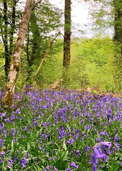 Bright bluebells in the New Forest