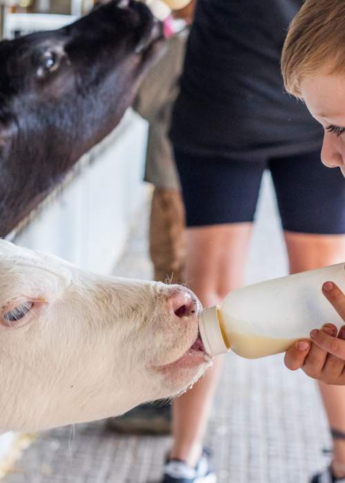 Boy feeding cows at Longdown Activity Farm in the New Forest