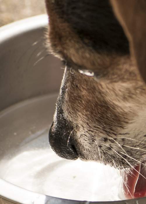 Dog drinking from water bowl