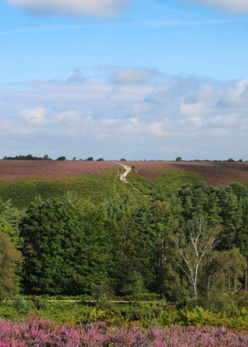 Walking path in the distance from heathland with purple heather in the New Forest