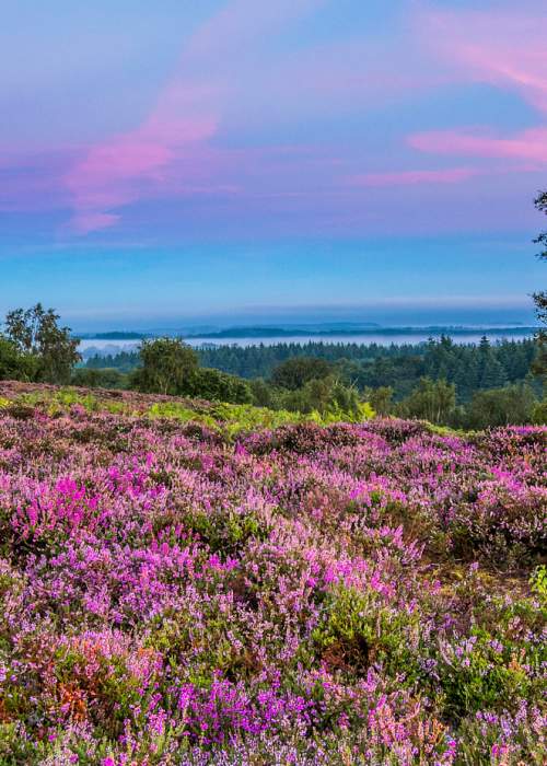 Purple heather landscape at sunset in the New Forest