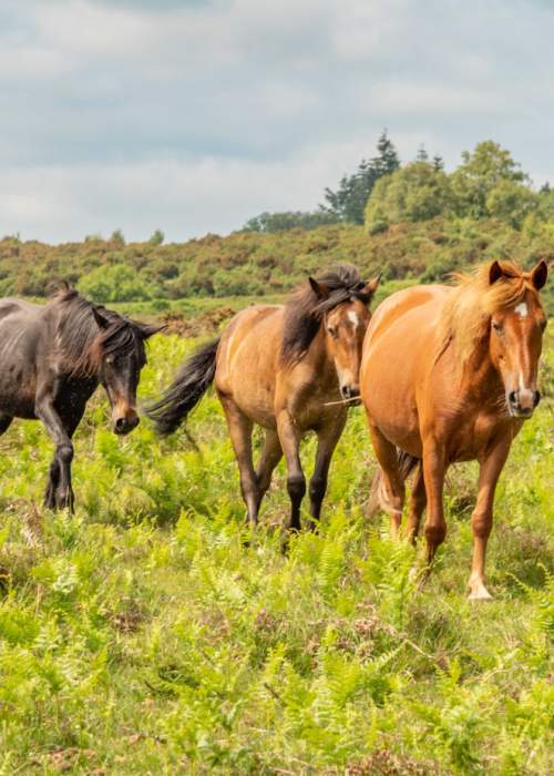 3 free roaming ponies wandering across the heathland in the New Forest