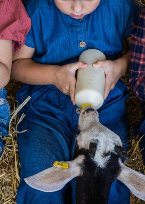 Children feeding baby animals at Longdown Activity Farm in the New Forest