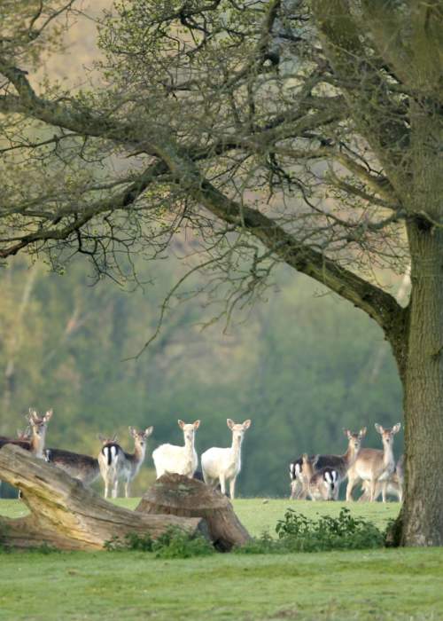 Deer beneath winter tree in the New Forest