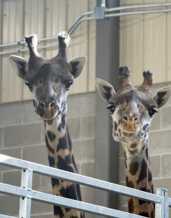 Giraffes Debut at Potawatomi Zoo In South Bend