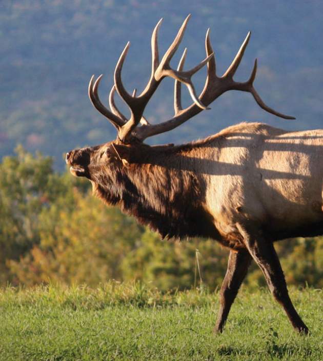 Elk PA Wild