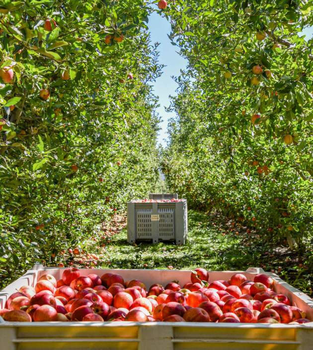 Pick Your Own Apple Orchards in PA