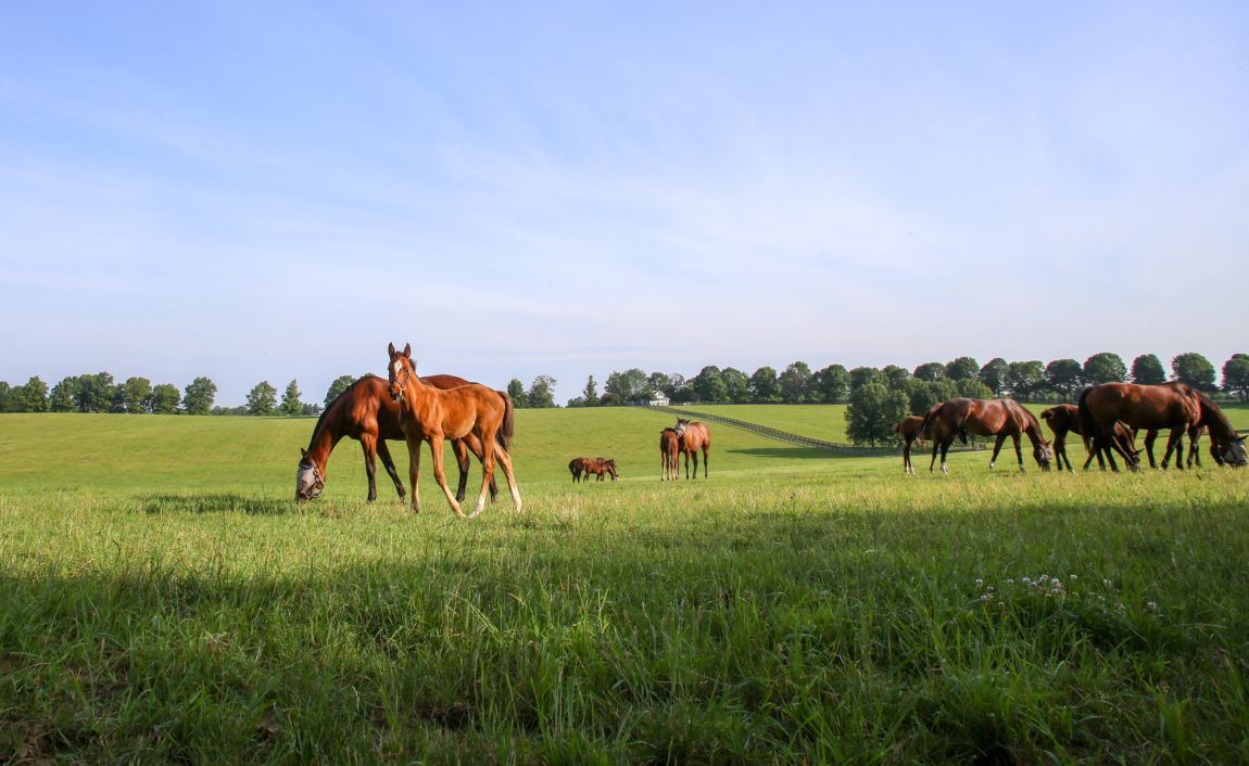 Horses at Stonestreet Farms.
