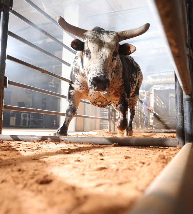 CEDAR PARK RODEO