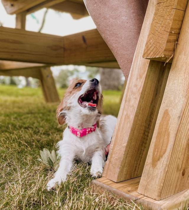 The Good Lot picnic table with a small brown and white dog laying on the grass