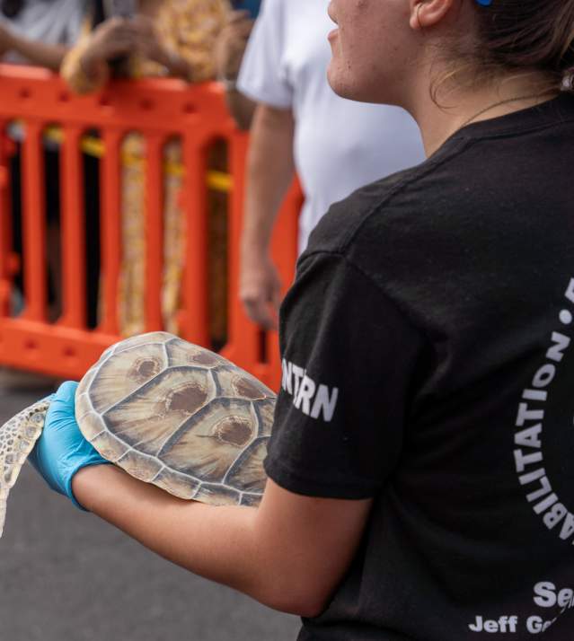 Sea Turtle