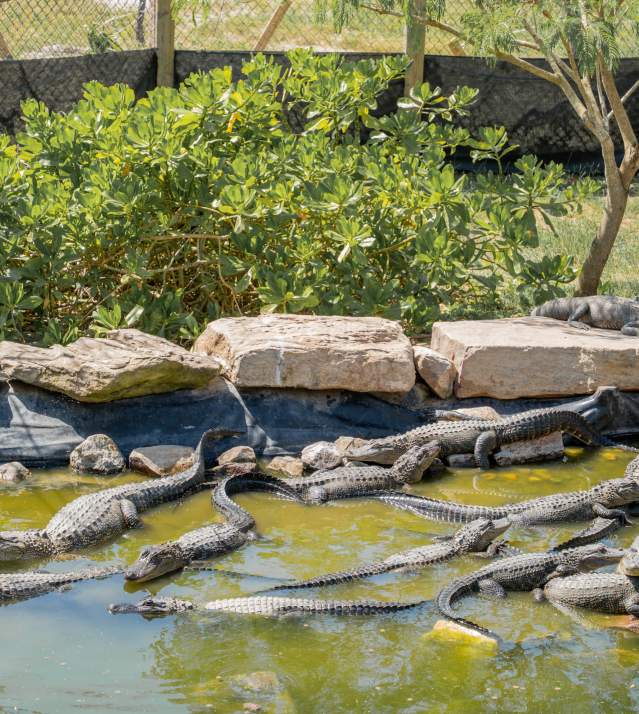 A group of alligators relaxing in a pond at the South Padre Island Birding, Nature Center & Alligator Sanctuary
