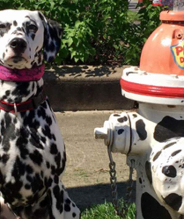 Pet-Friendly Paducah