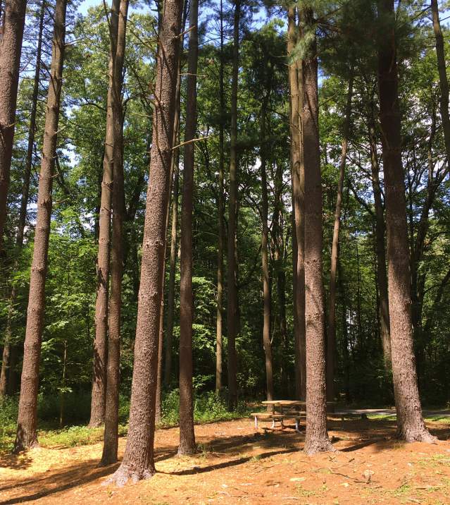 Pine Plantation Trail in Kings Gap