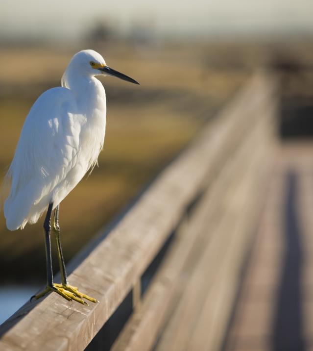 Bolsa Chica Birdwatching