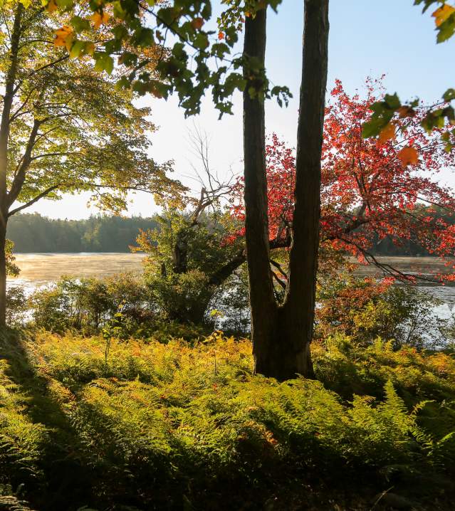 Conservation Island during the fall Promised Land State Park.