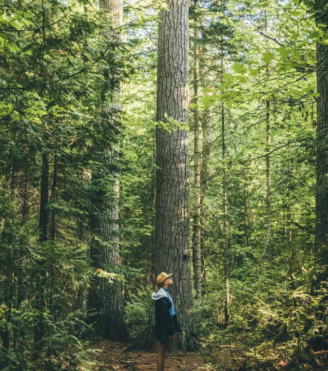 Woman hiker among giant pines
