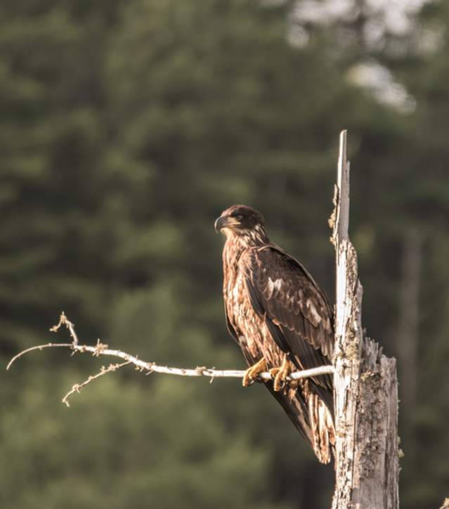 Golden Eagle on a branch