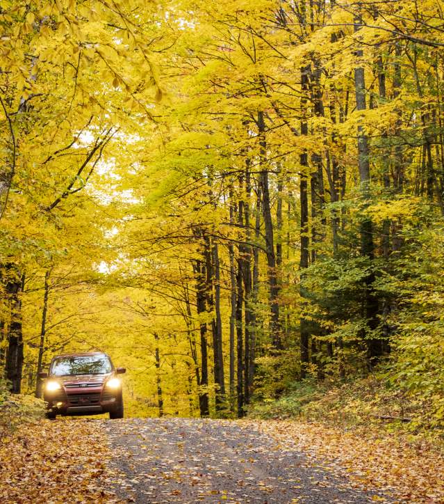 Ford Escape in a tunnel of trees during the fall