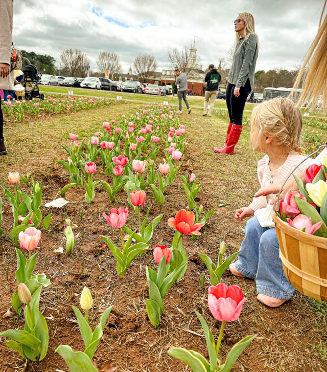 A child picks tulips at The American Village Festival of Tulips.