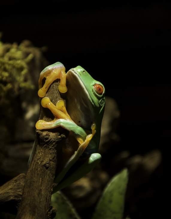 Frog at Electric City Aquarium & Reptile Den