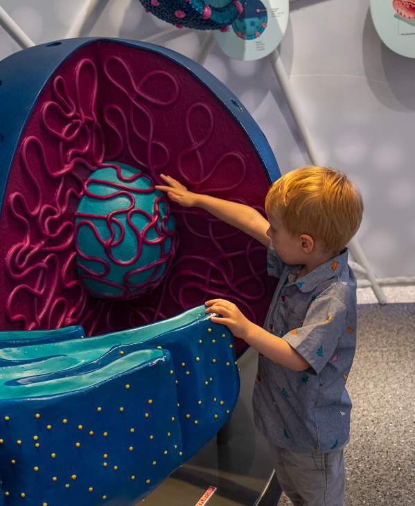Child at U-M Museum of Natural History